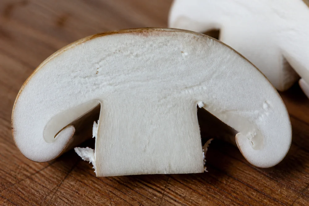A young wine cap button cut in half lengthwise showing dense firm white flesh and a thick stem