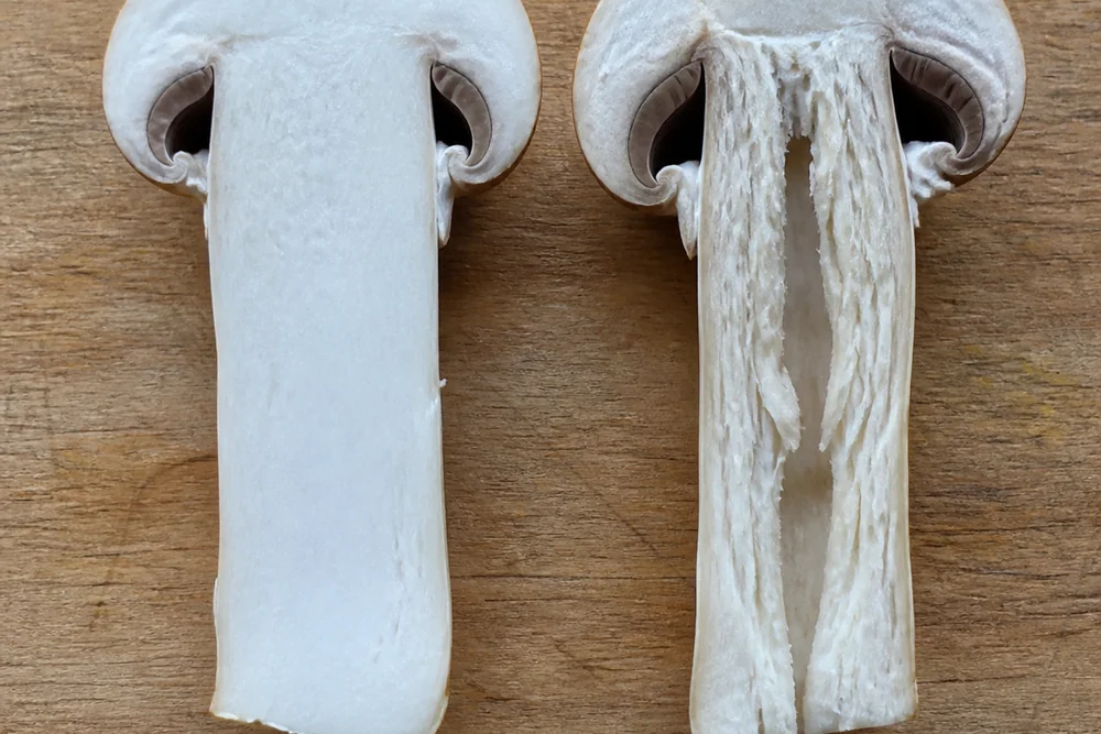 Two wine cap mushroom stems cut lengthwise side by side on a board, one from a young button showing dense solid white flesh and the other from a mature mushroom showing a hollow fibrous core
