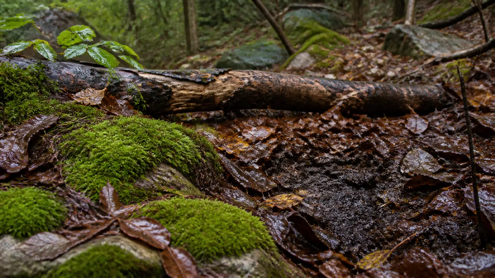 How Long After Rain Mushrooms Actually Appear
