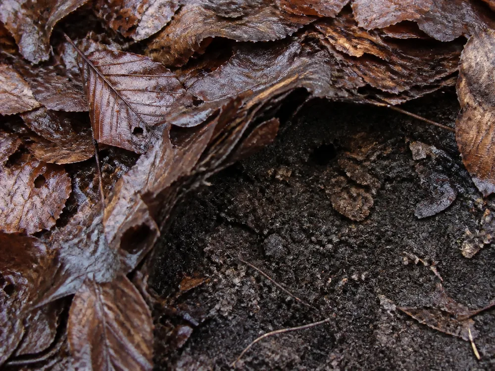 Damp leaf litter lifted aside to show whether the soil beneath is wet or still dry