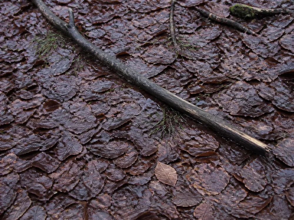 Soaked brown leaf litter on a woodland floor with a fallen branch across it and no mushrooms in sight
