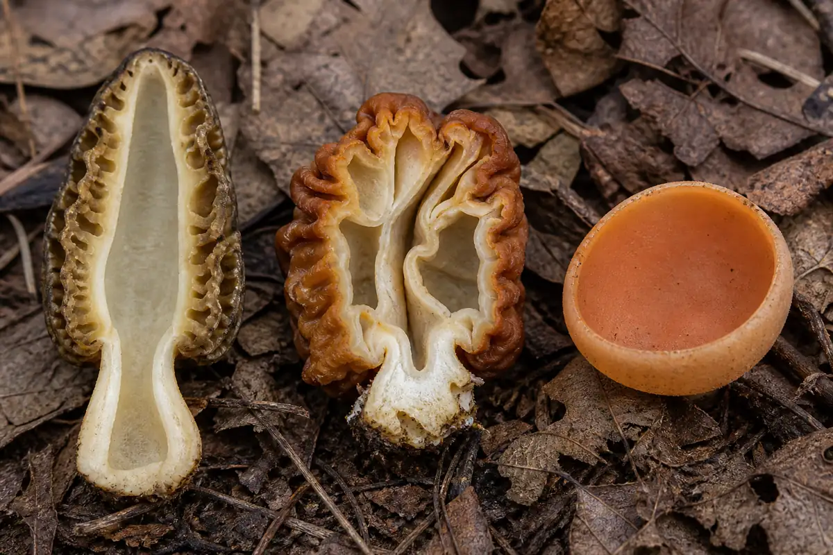 Lengthwise comparison of a true hollow morel, a chambered false-morel form, and a spring cup fungus beside apple leaf litter