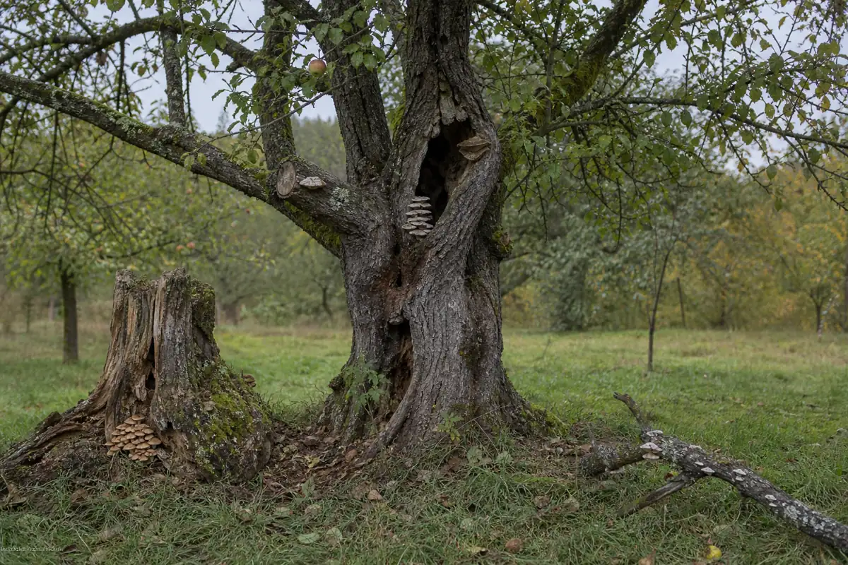 Old apple tree with separate mushrooms at a pruning wound, trunk cavity, stump roots, and a fallen branch