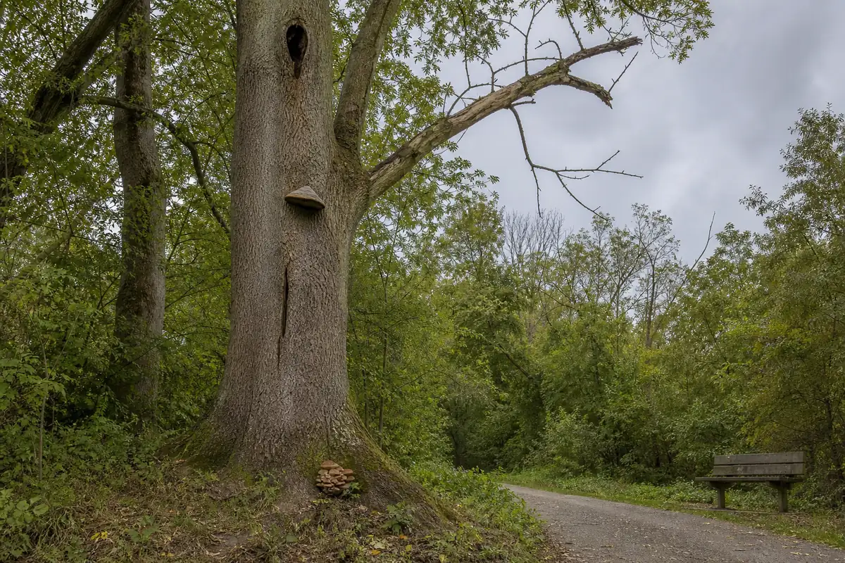 Mature ash with a trunk conk, basal mushroom cluster, crown dieback, and a nearby path shown as separate evidence zones