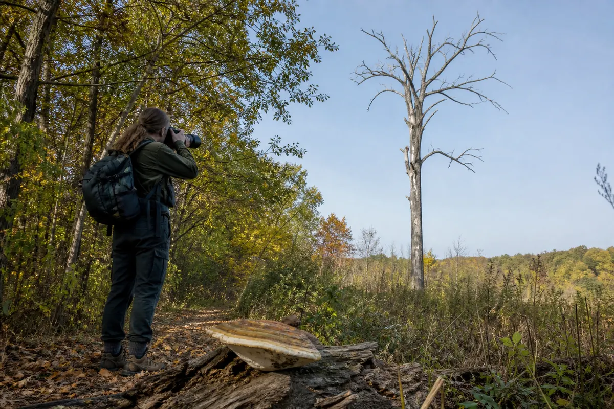 Field observer outside the reach of a dead ash using a long view, zoomed attachment view, and a safely collected ground specimen