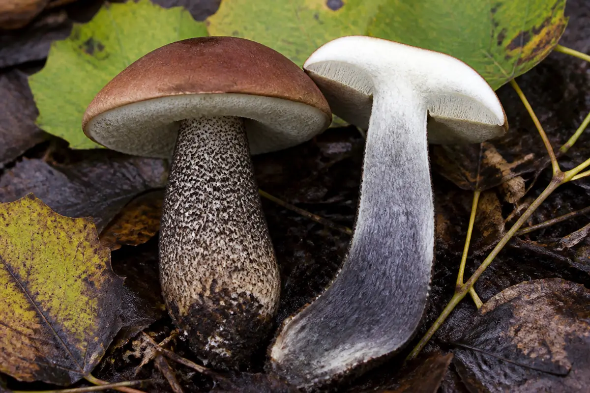 Intact aspen bolete with reddish cap, pore underside, dark scabers, and a timed cut-flesh sequence beside aspen leaves