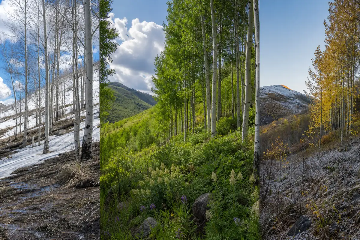 The same aspen grove shown from snowmelt through a summer rain pulse and early frost