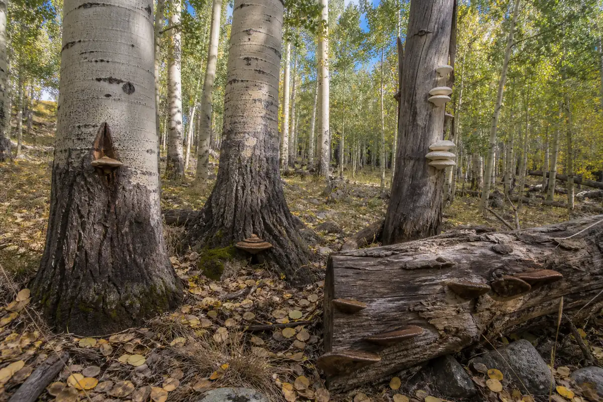 Aspen grove with a bracket at a living trunk wound, a basal conk, pale shelves on a snag, and decomposer brackets on a fallen log