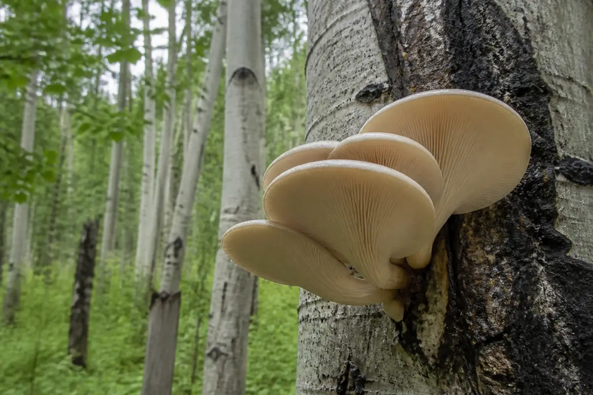 Pale aspen oyster cluster on a standing aspen snag with descending gills, off-center attachment, and white spore deposit inset