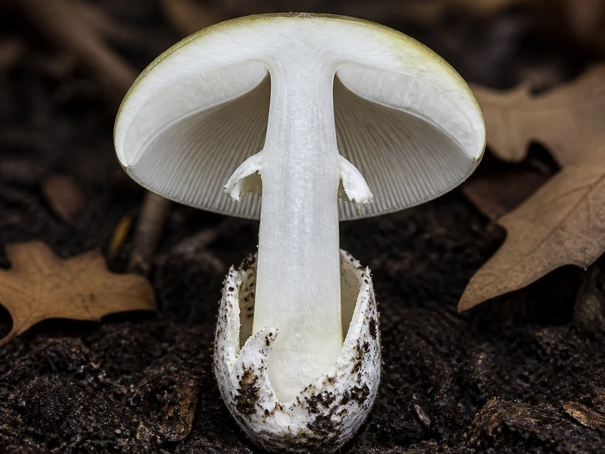 Death cap mushroom halved lengthwise showing the membranous cup at the base, ring and white gills
