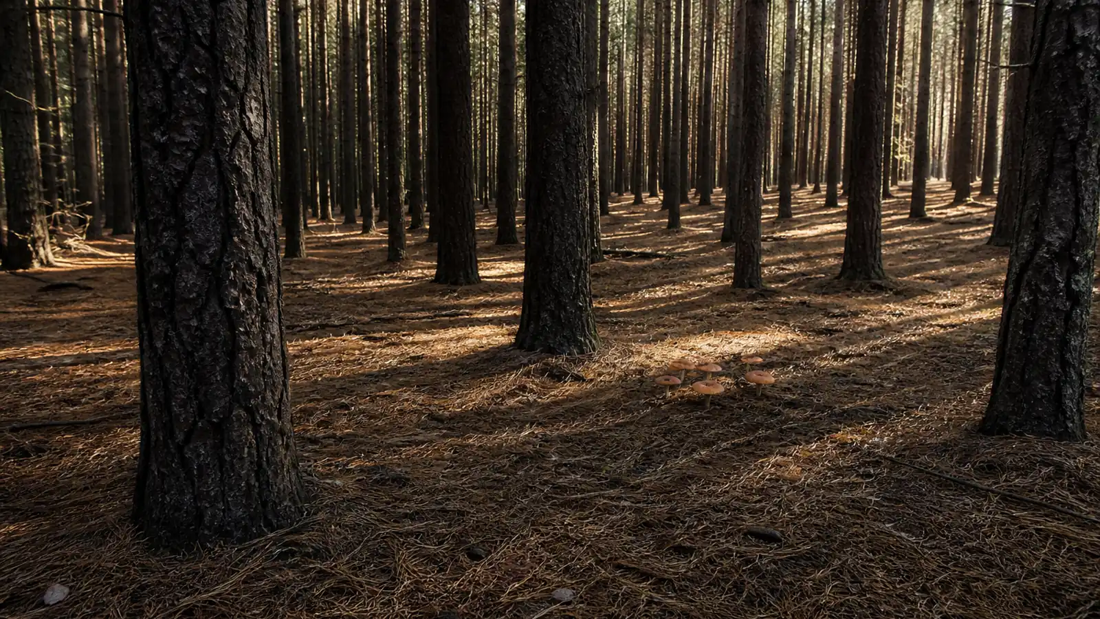 Mushroom Foraging in Australia Follows the Introduced Trees