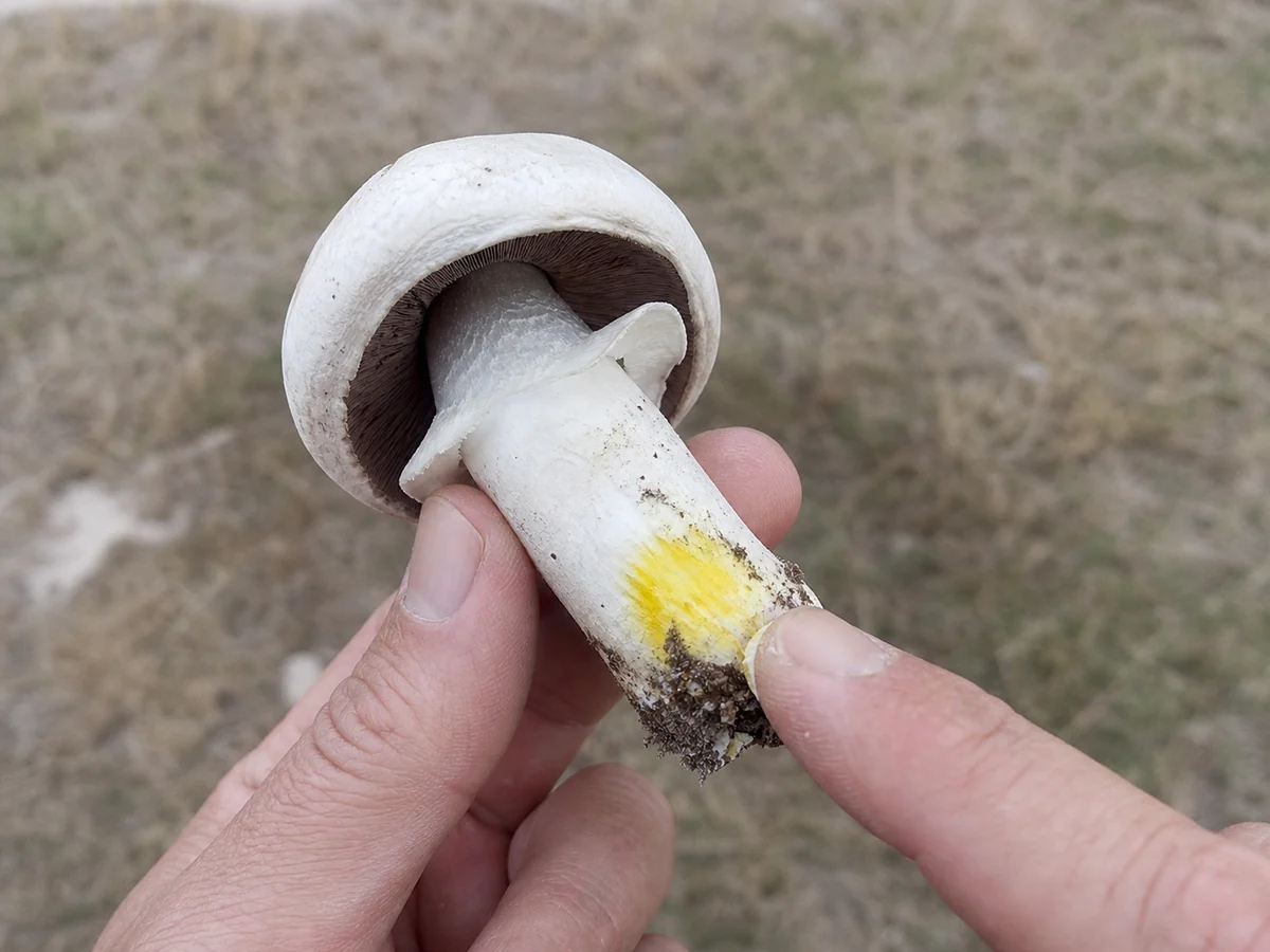 Thumbnail scratching the base of a white mushroom stem showing bright yellow staining in an Australian paddock