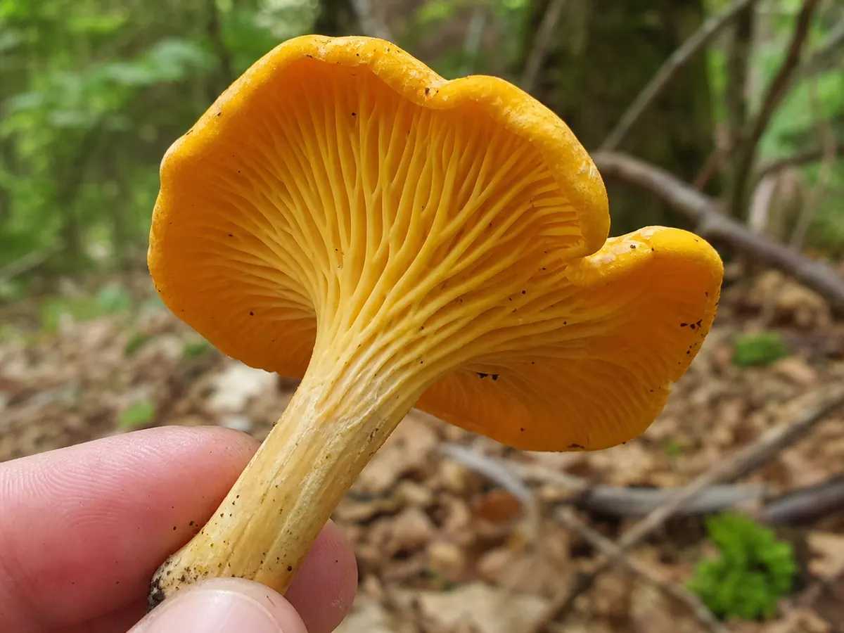 Chanterelle underside showing blunt forked ridges running down the stem