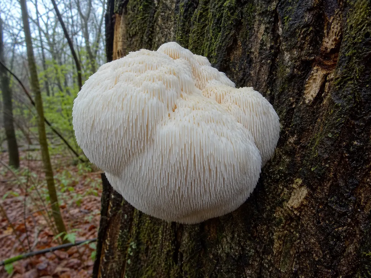 Fresh lion's mane attached to a hardwood trunk with hanging teeth visible