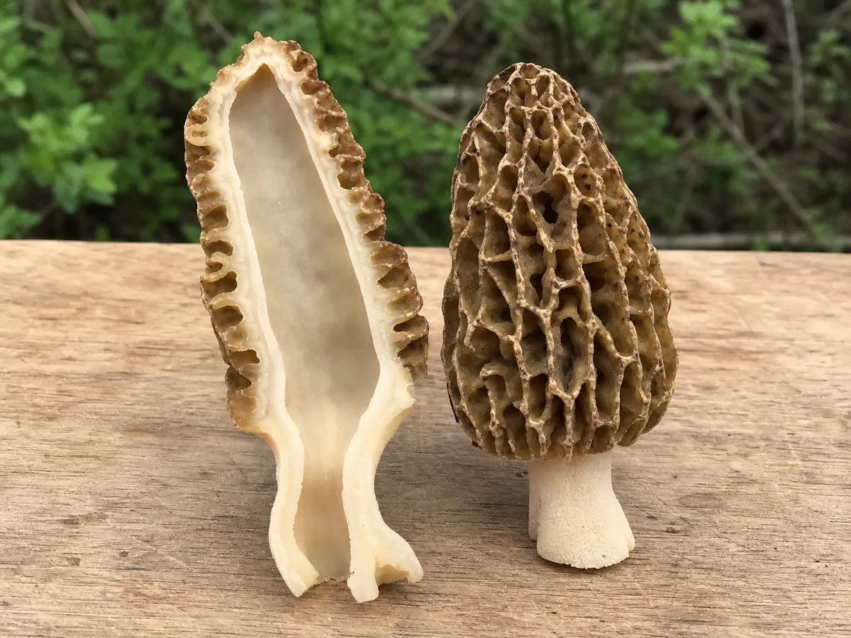 True morel cut lengthwise to show a continuous hollow interior