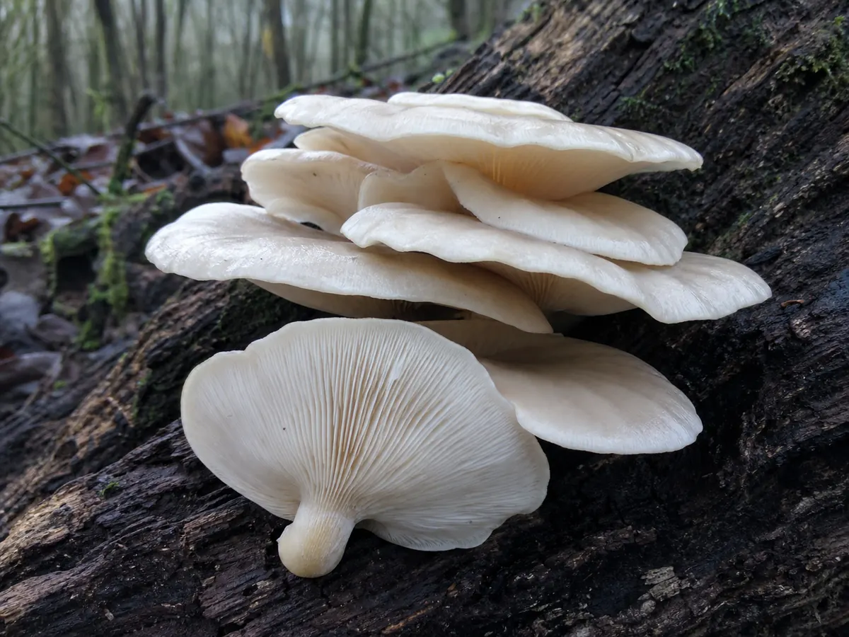 Oyster mushrooms in overlapping shelves on hardwood with decurrent gills visible