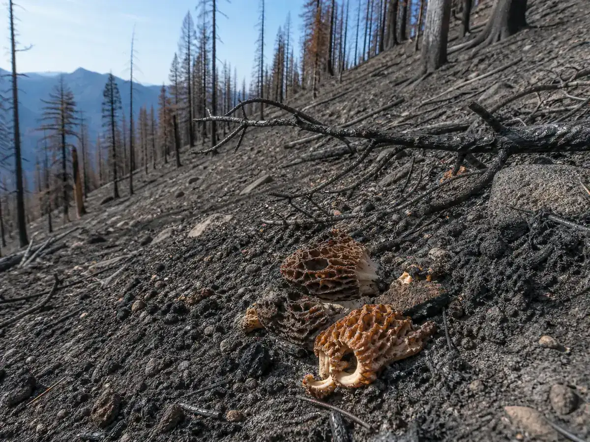 Loose ash, unstable burned timber, and damaged morels on a steep Sierra slope
