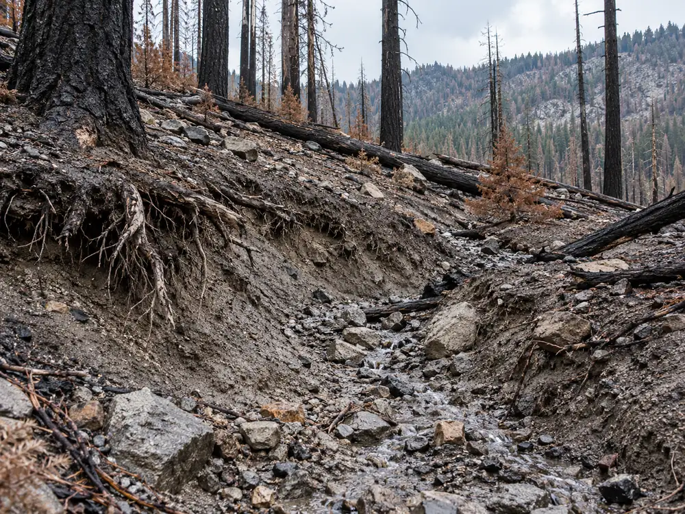AI-generated illustration of eroded burned ground, exposed roots and damaged conifer trees
