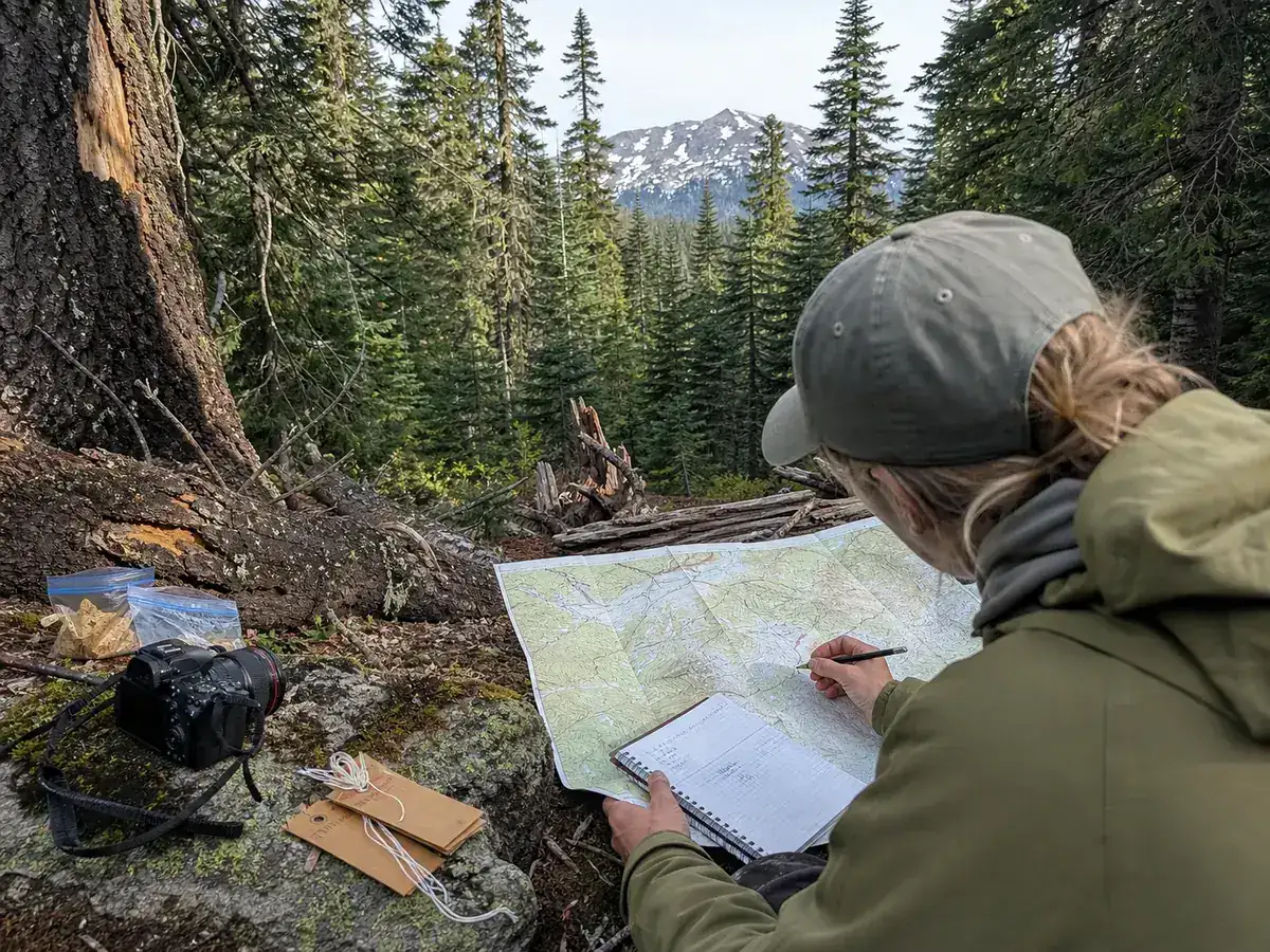 Forager recording a legal coast-to-mountain route beside mixed conifer forest and a distant snowline