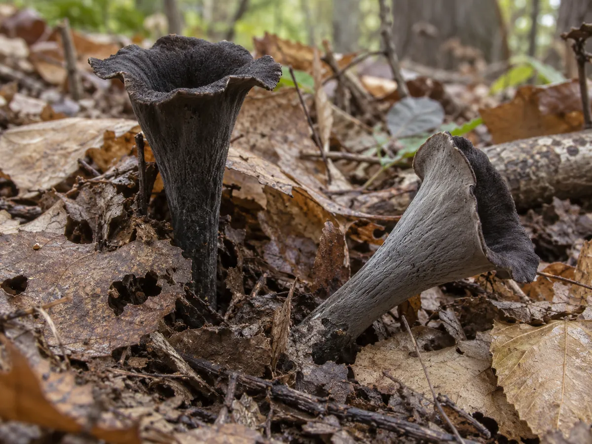 AI-generated illustration of dark trumpet funnels in leaf litter with a pale gray outer face