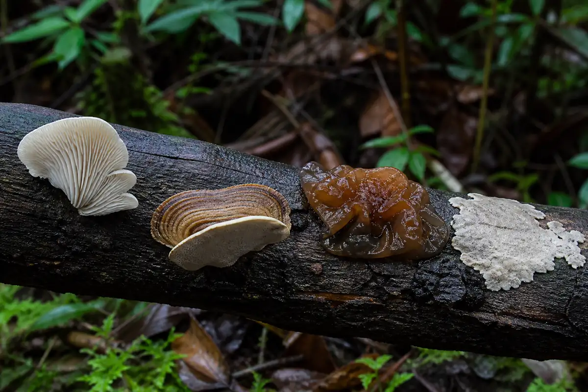 Cherry log carrying a gilled fan, thin zoned brackets, amber jelly, and a flat crust in separate natural zones