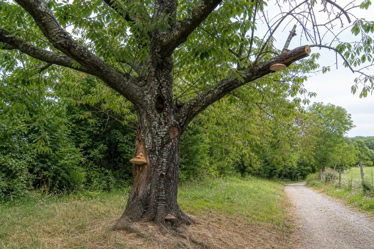 Whole mature cherry beside a path with separate brackets at a lower trunk wound, root flare, and dead major limb