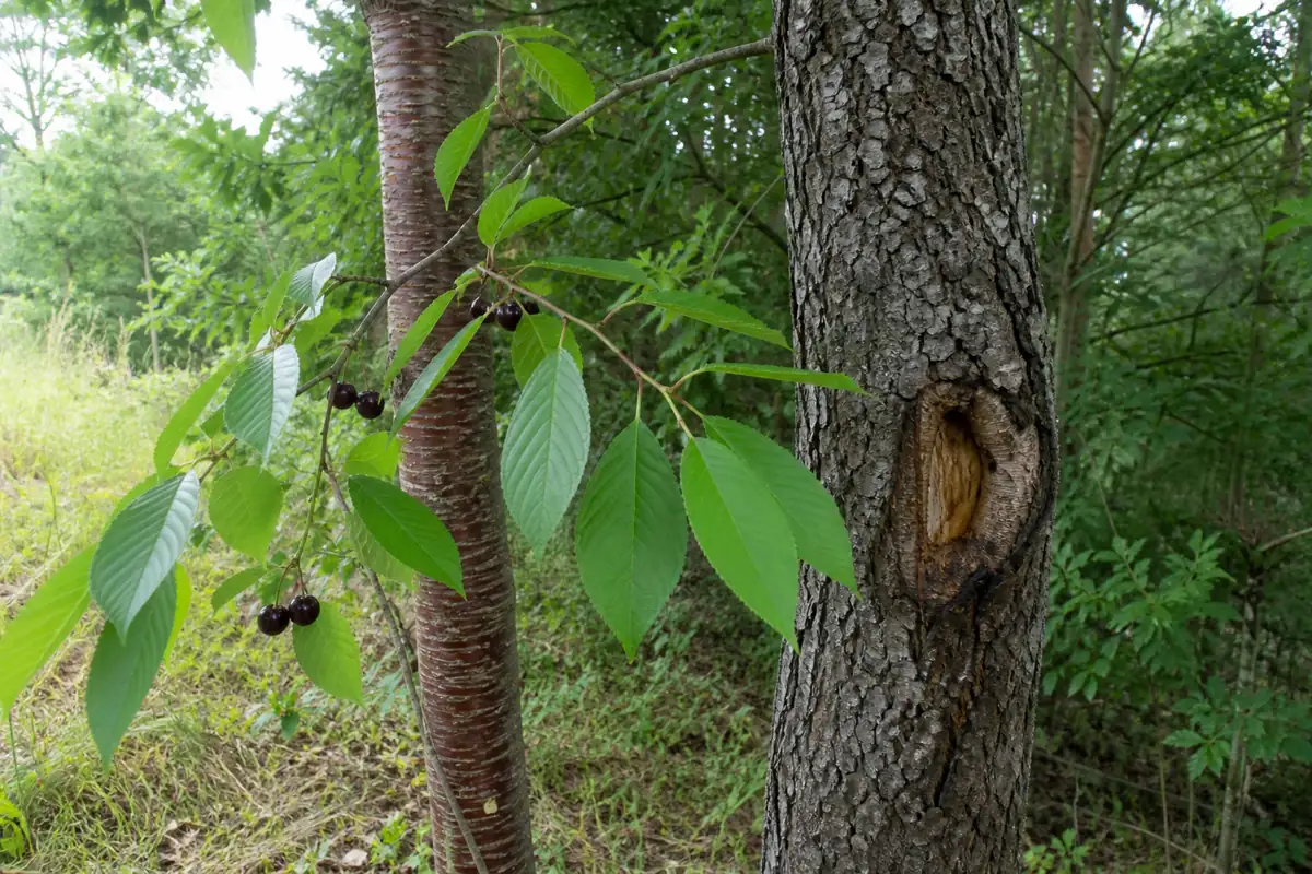 Mature black cherry bark, young lenticeled bark, attached leaf, fruit, and a trunk wound shown as one field record