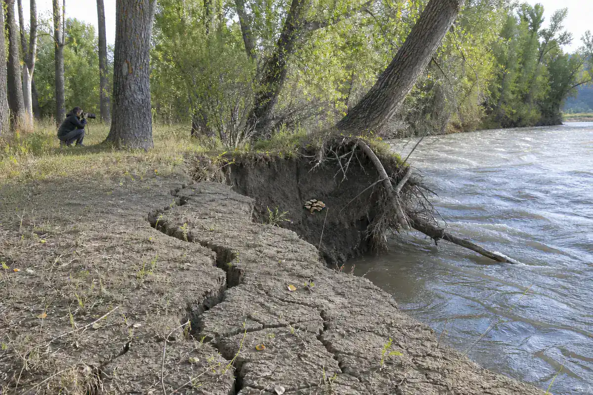 Observer on stable high ground photographing mushrooms across an undercut cottonwood bank with fresh cracks, exposed roots, and moving water visible