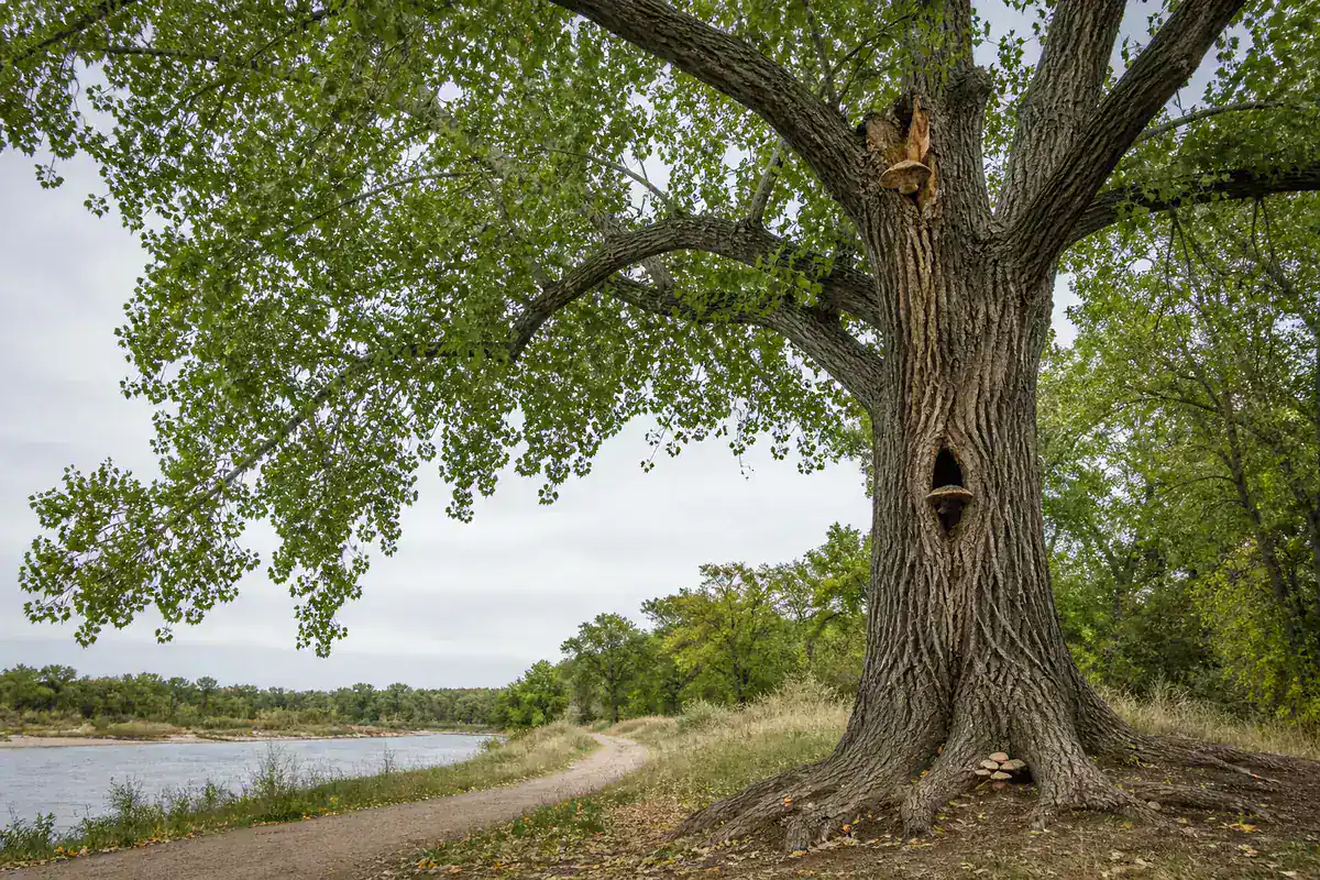 Tall living cottonwood beside a riverside path with separate fruiting at a torn limb, trunk cavity, and root flare, plus the full crown reach visible