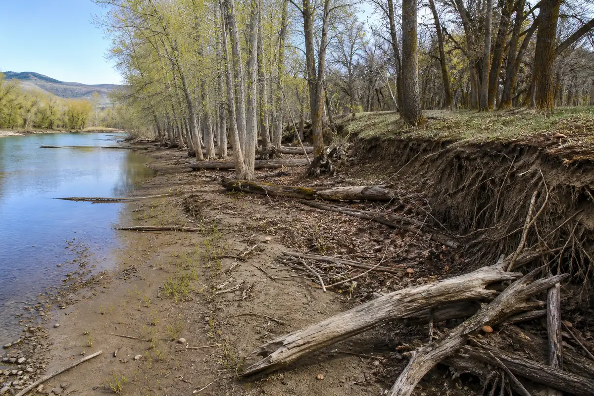 Cottonwood river corridor showing a low silt bench, established grove, terrace edge, exposed roots, and stranded wood