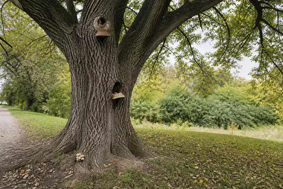Mature living elm with separate mushrooms at a high pruning wound, trunk cavity, and root flare beside a path