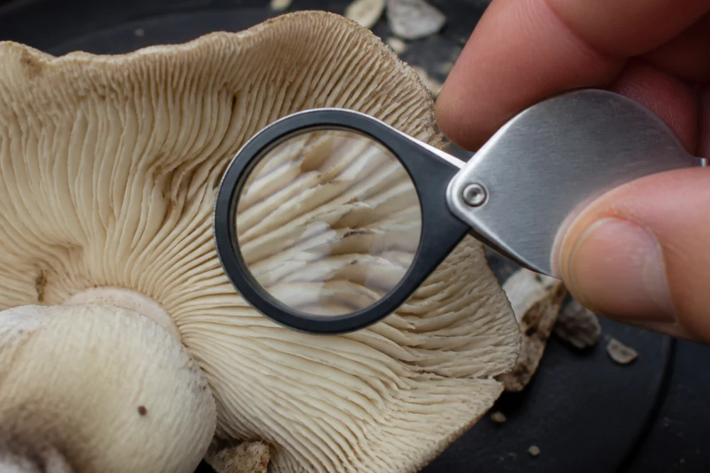 A hand lens held over the underside of a mushroom cap showing blunt ridges running down onto the stem in sharp detail