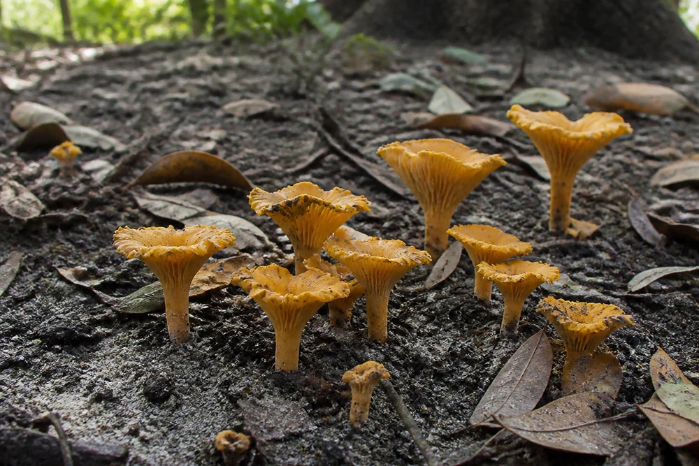 Orange chanterelles pushing up through wet brown leaf litter under a live oak with false gills visible on one upturned cap