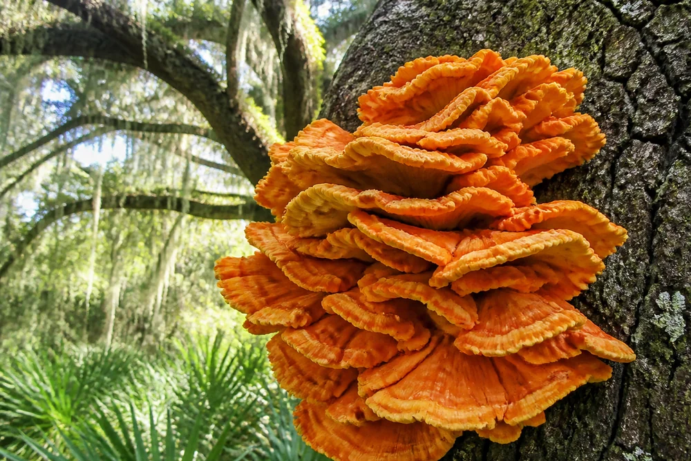 A large bright orange shelf of chicken of the woods growing in overlapping brackets on the trunk of a live oak draped with Spanish moss