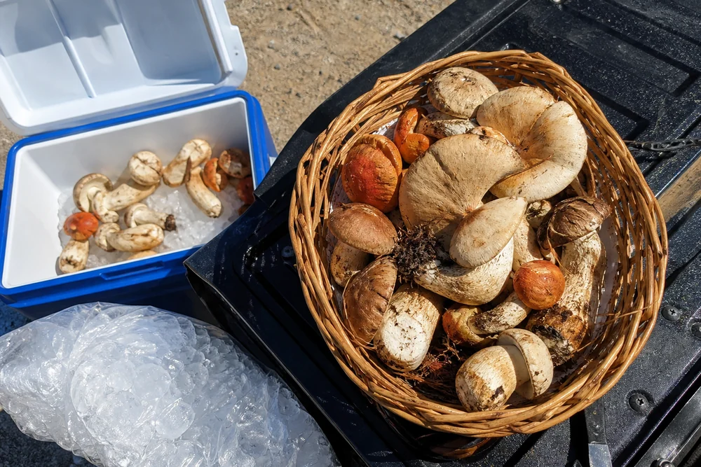 A shallow open basket of chanterelles resting in shade beside a car with an open cooler behind it at a sandy trailhead