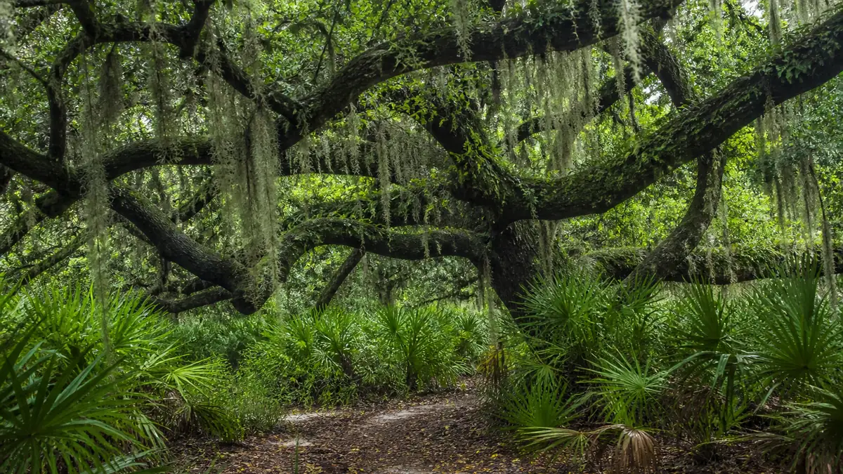 Mushroom foraging in Florida: a season that runs on rain, not on cold