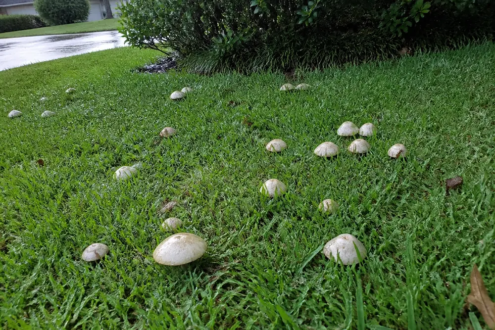 A ring of large pale scaly-capped mushrooms with rings on their stems standing on a mown Florida lawn