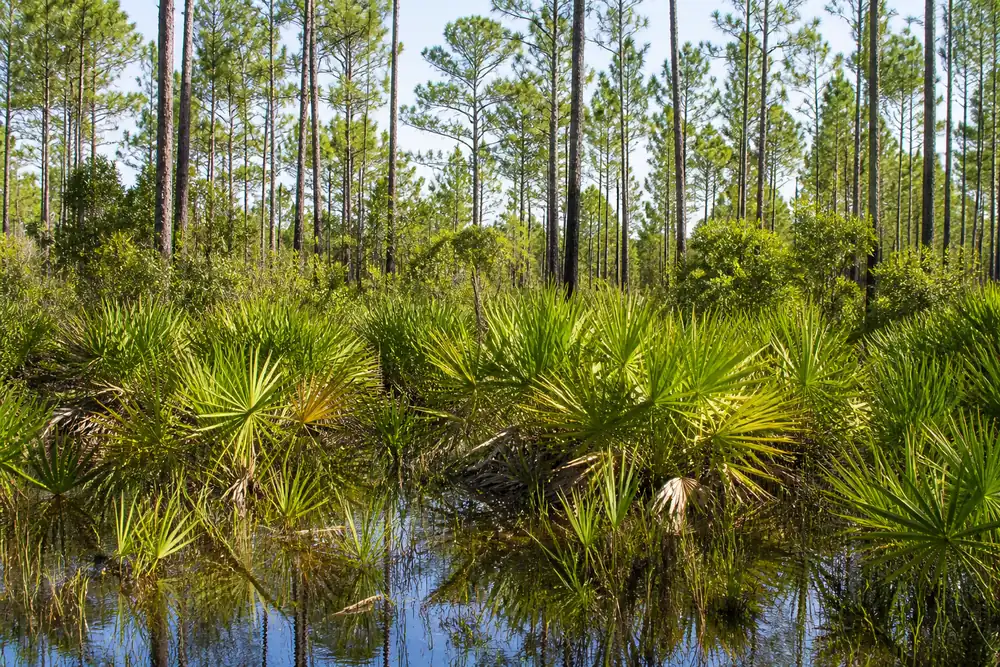 Open Florida pine flatwoods with saw palmetto understorey beneath tall longleaf pines and sandy ground between