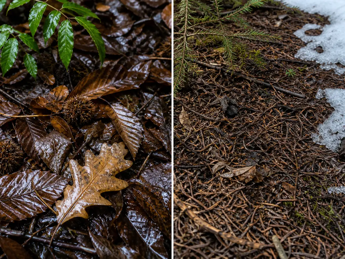Wet Atlantic oak litter beside moist Alpine spruce duff after rain