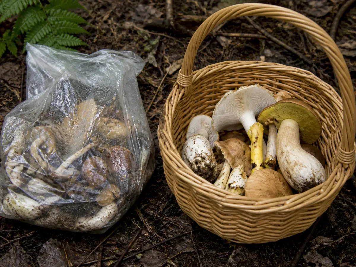 Crushed mixed and decaying mushrooms in a plastic bag beside a sound paper basket