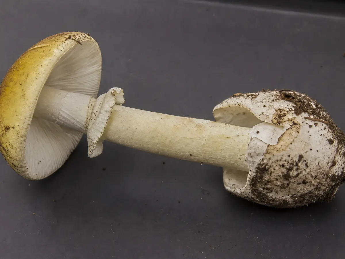 Death cap with saclike volva, ring, pale gills, and olive cap visible together