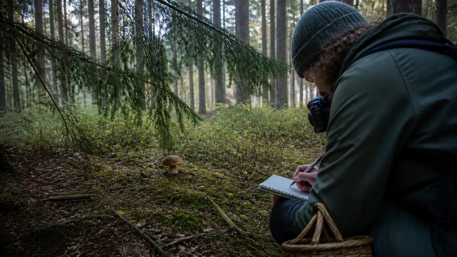 Mushroom Foraging in Germany Follows Trees and Moisture