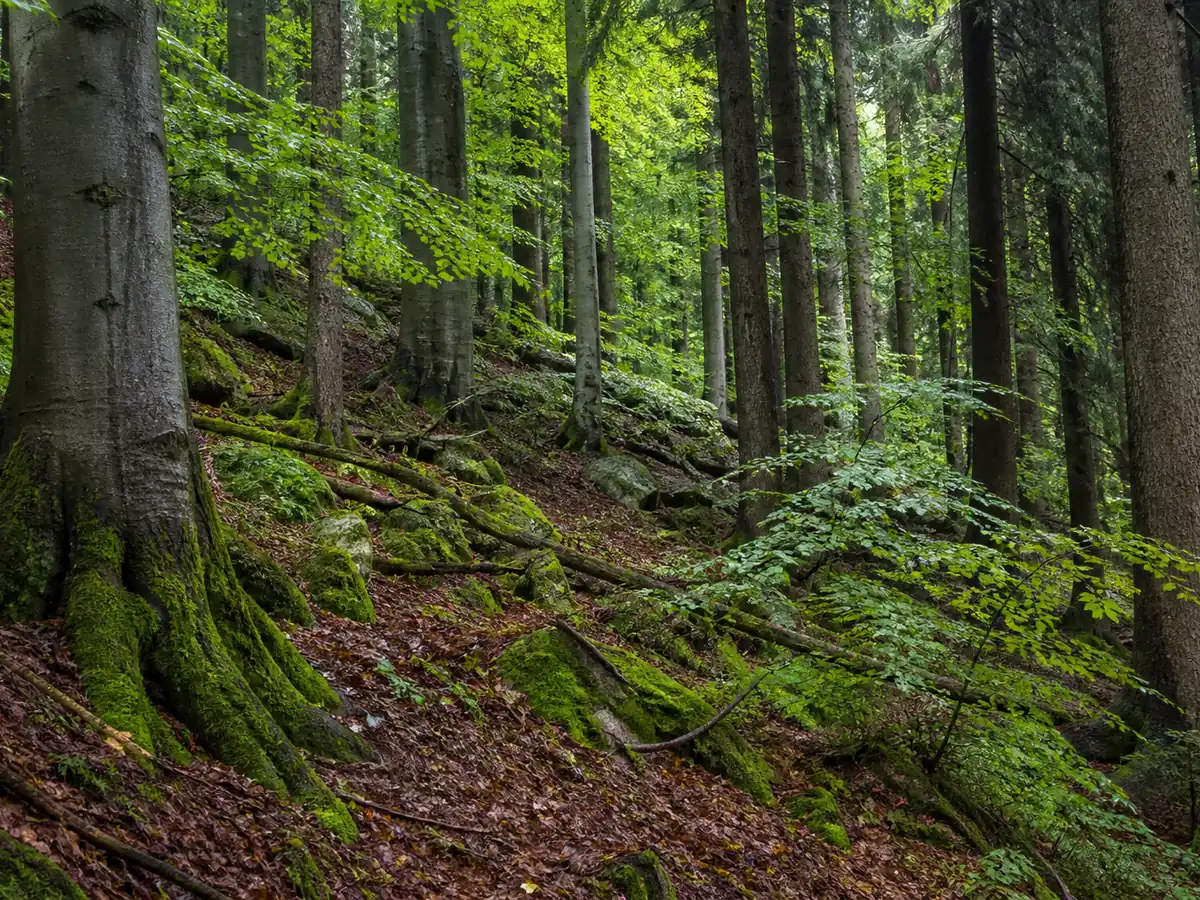 Moist beech and spruce slope after summer rain with moss and deep litter