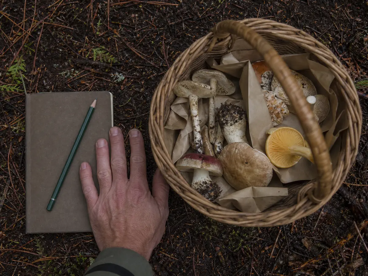 Modest separated mushroom basket beside a hand and field notebook for scale