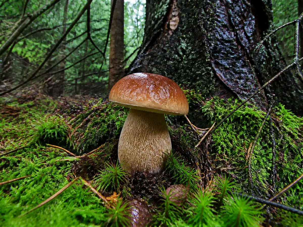 Complete porcini candidate beneath mature spruce with its full stem and needle litter visible