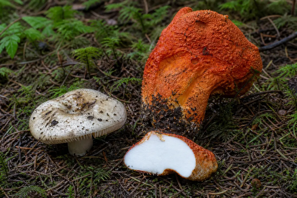 Orange-red lobster mushroom emerging from hemlock duff beside an untransformed pale brittlegill form, with a clean white cut surface visible