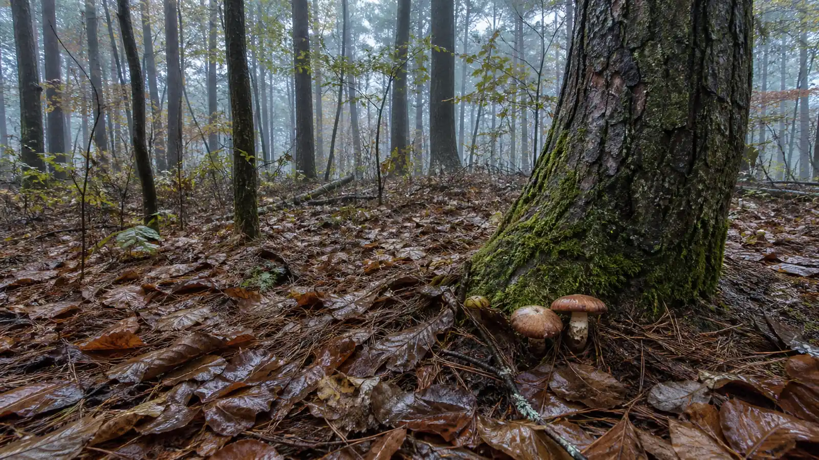 Mushroom Foraging in Japan Happens on Someone Else's Mountain
