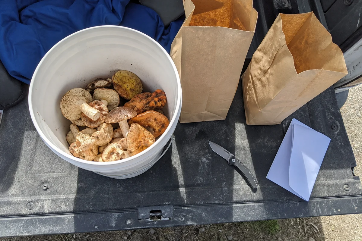 A five gallon plastic bucket about half filled with mixed wild mushrooms on a truck tailgate beside two paper grocery sacks, a folding knife and a folded permit form