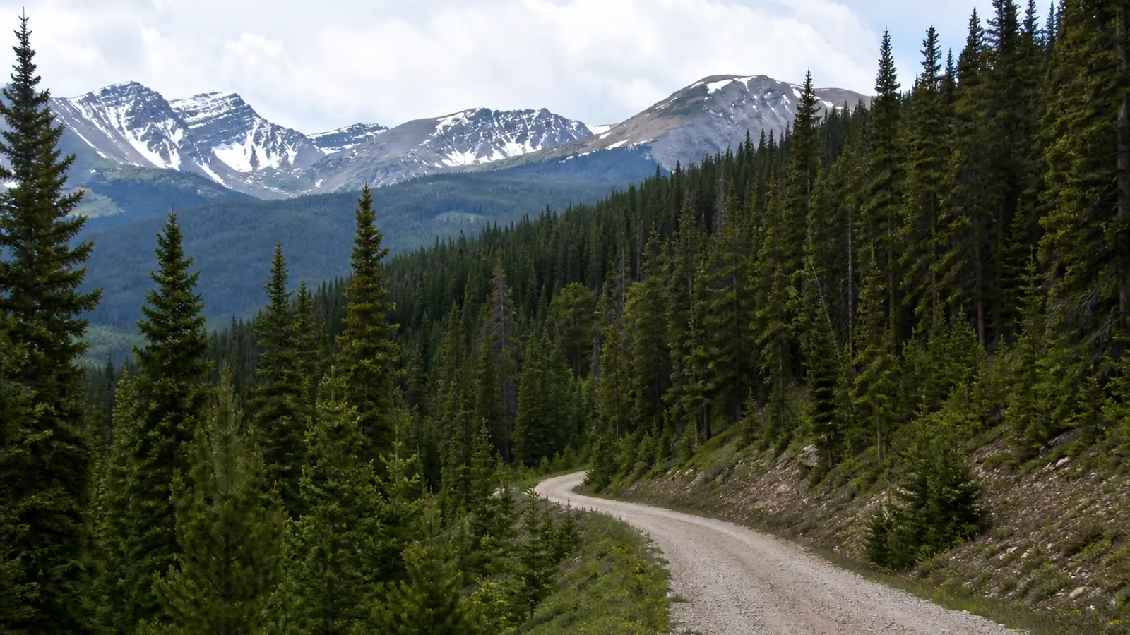 Mushroom foraging rules in Colorado: permits, limits and closed ground