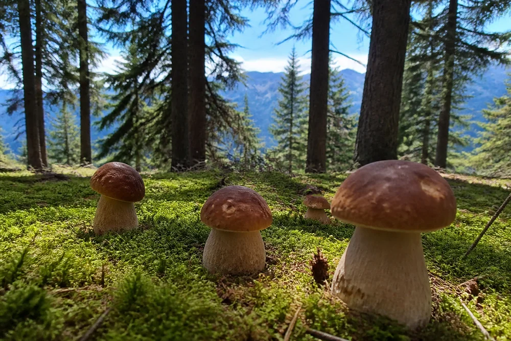 Several large brown-capped porcini growing in green mossy ground beneath tall spruce trees in a high-elevation Colorado forest with a blue mountain ridge visible between the trunks